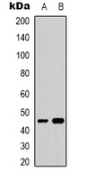 GATA5 Antibody
