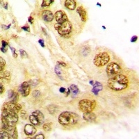 GATA5 Antibody