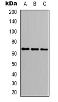 p68 Rabbit Polyclonal Antibody
