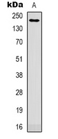 CD11b Antibody