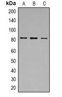 Calpain 1 Antibody