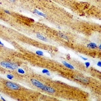Calpain 1 Antibody