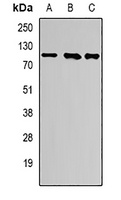ATF6 Rabbit Polyclonal Antibody