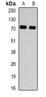 TBRG4 Antibody