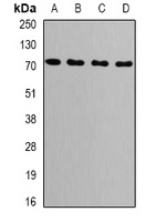 GRP75 Rabbit Polyclonal Antibody