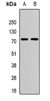 ATG13 Rabbit Polyclonal Antibody