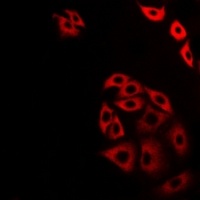Anti-ATG13 Antibody
