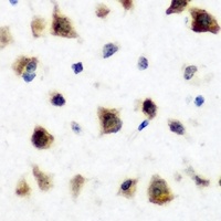 Anti-RBFOX3 Antibody
