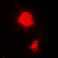 Anti-RBFOX3 Antibody