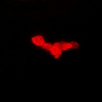 Anti-EEF1A1 Antibody