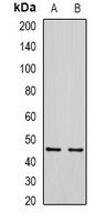 SIRT7 Rabbit Polyclonal Antibody