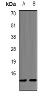 PHPT1 Antibody