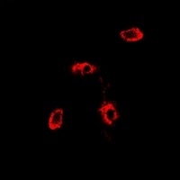 Anti-RAB11A Antibody