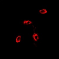 RAB11A antibody