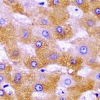 SHMT2 antibody