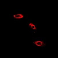Anti-SHMT2 Antibody