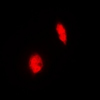 Anti-ERG Antibody