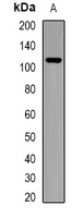 CARD4 Rabbit Polyclonal Antibody