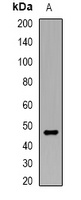 APOBEC3G Rabbit Polyclonal Antibody