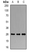 PRDX4 Antibody