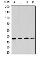 PSMC5 Antibody