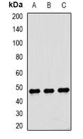 Dysbindin 1 Rabbit Polyclonal Antibody