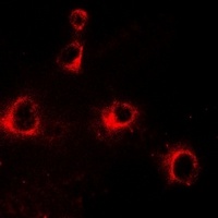 KIR2DL3 antibody