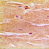Frataxin Antibody