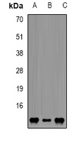FKBP12 Antibody