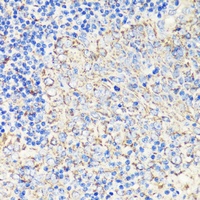 FKBP1A antibody