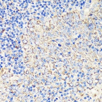 FKBP12 Antibody