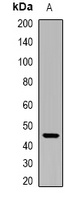 Ikaros Rabbit Polyclonal Antibody