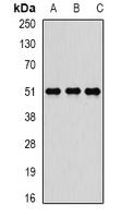 Reptin 52 Antibody