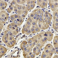 GPX4 antibody