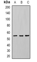 U2AF65 Rabbit Polyclonal Antibody