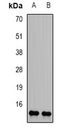 Histone H2B Rabbit Polyclonal Antibody
