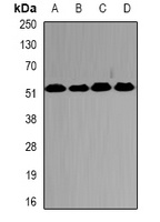 PSMC2 Rabbit Polyclonal Antibody