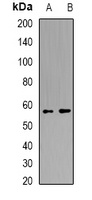 Karyopherin alpha-4 Rabbit Polyclonal Antibody