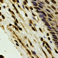 Anti-Karyopherin alpha-4 Antibody