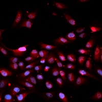 Anti-Karyopherin alpha-4 Antibody