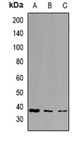 PPA1 Antibody