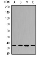 PPP4C Antibody
