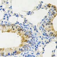 PPP4C antibody