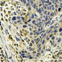 Anti-Cytochrome P450 1A1 Antibody
