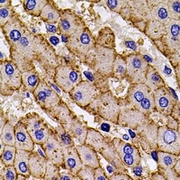 Anti-HLA-A Antibody