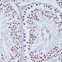 Anti-Dnmt3L Antibody