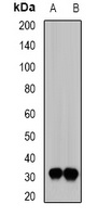 SIAH1 Antibody