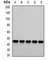 PSMC4 Antibody