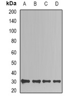TIM Antibody