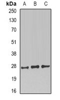 PRNP Antibody